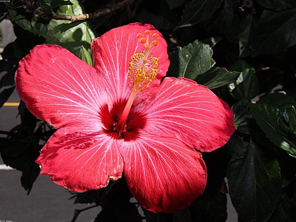 The Hibiscus Rouge